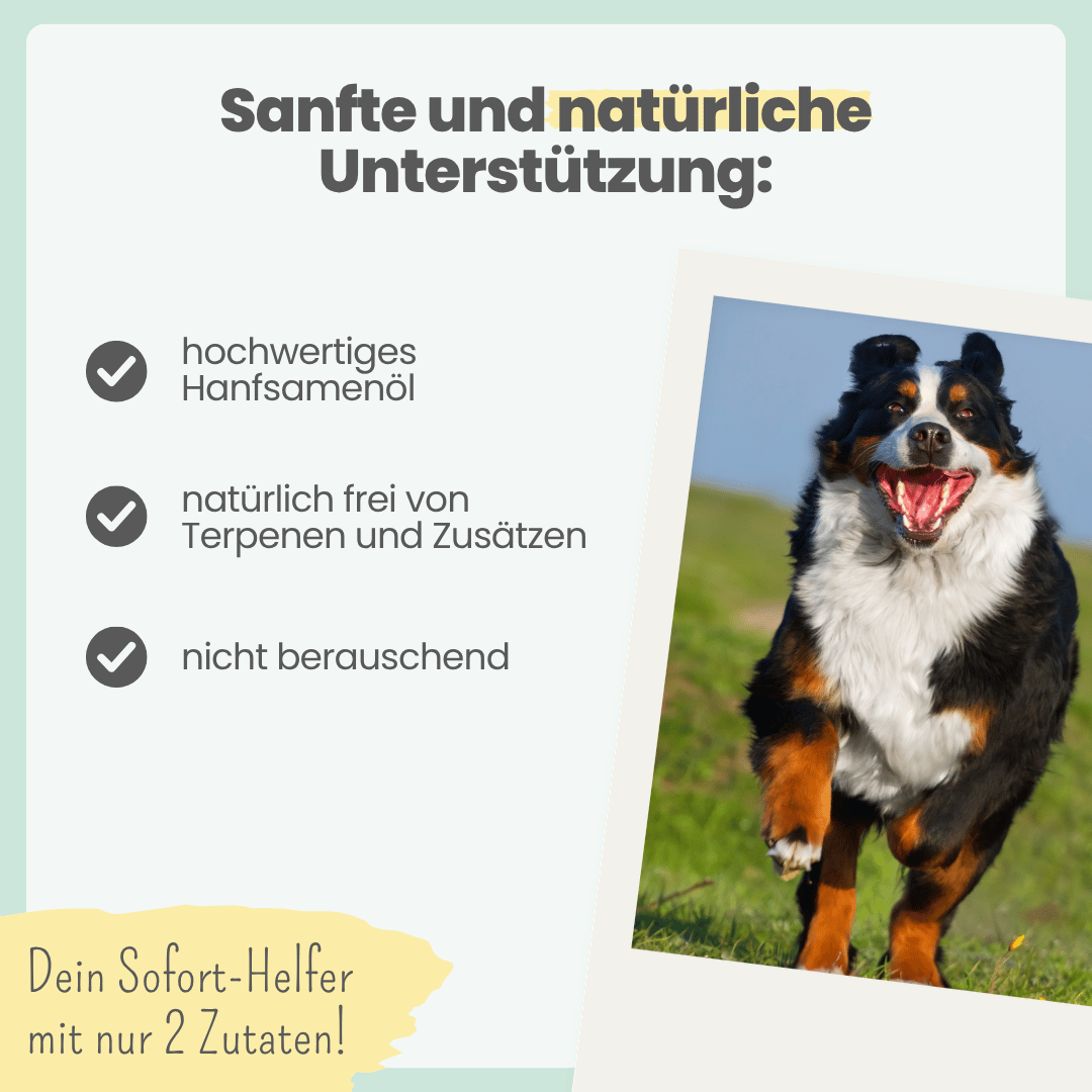 
                  
                    15% CBD Tropfen für große Hunde
                  
                