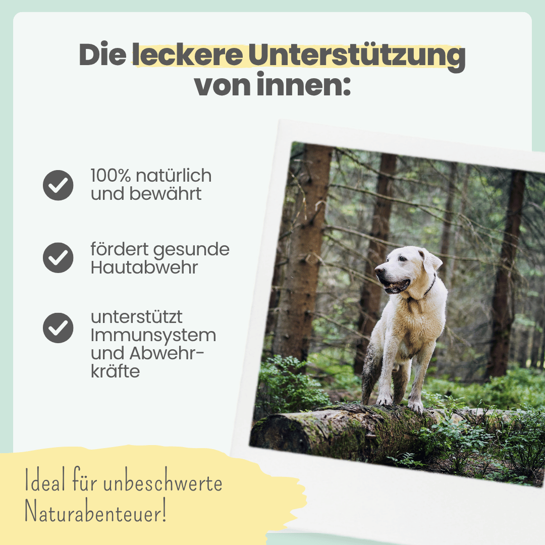 Abwehr-Duo für Katzen