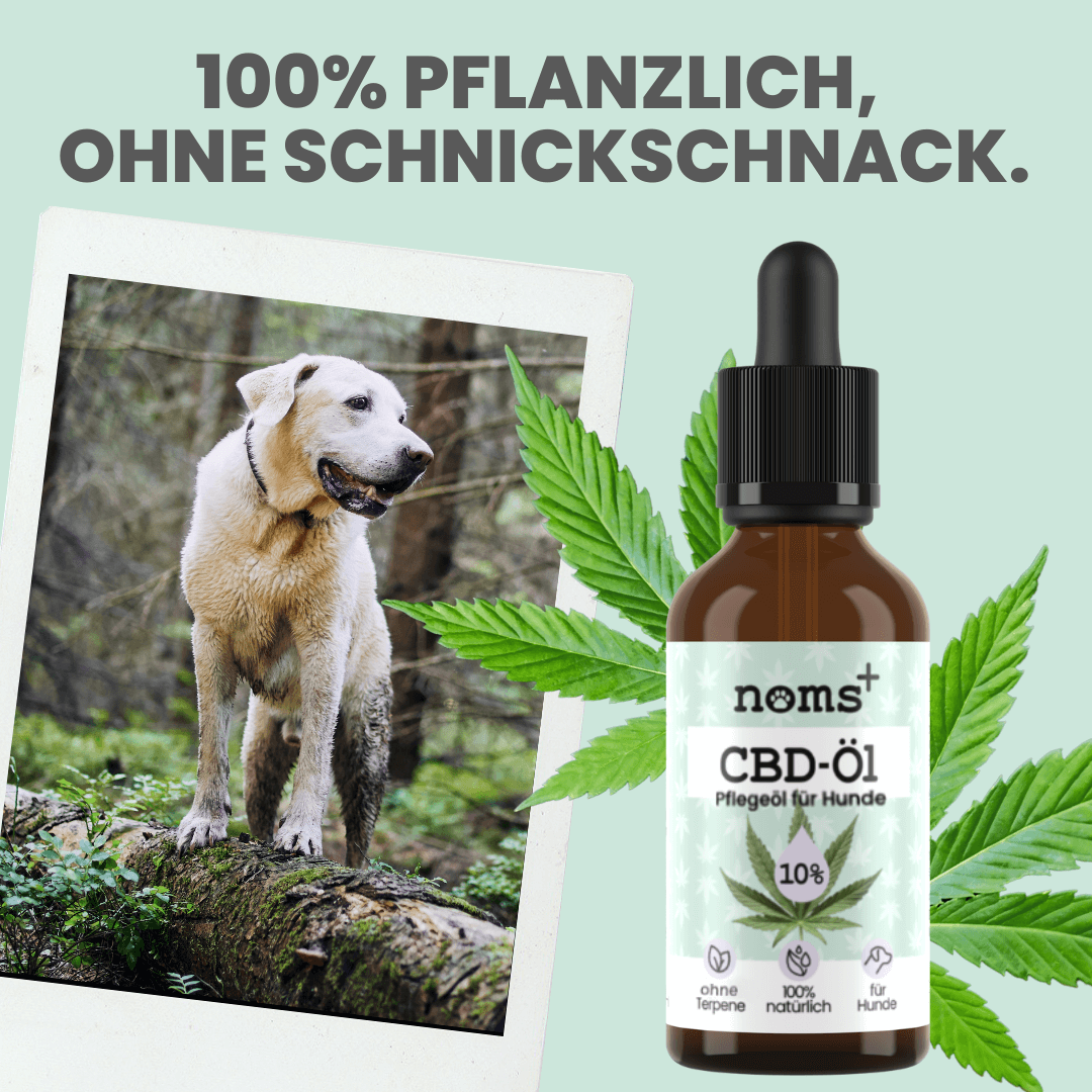 Der vegane Hund-Starter-Set