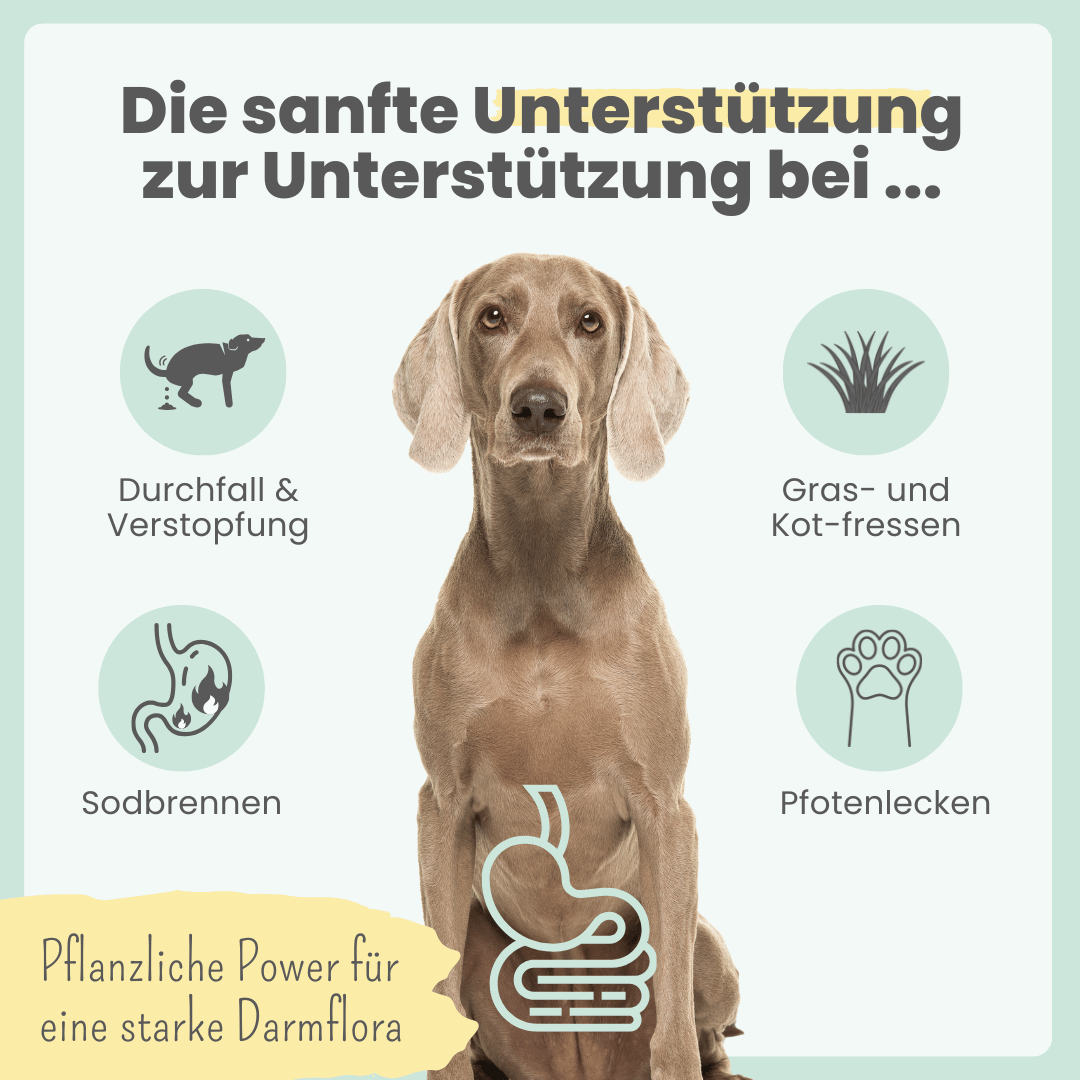 
                  
                    Verdauungsmix für Hunde als Probiotikum für Magen- & Darmflora
                  
                