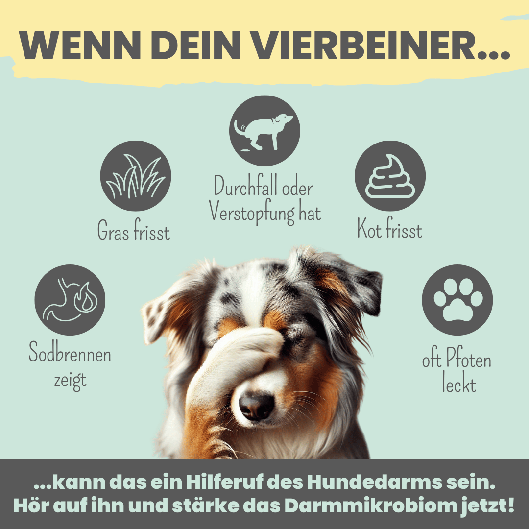 
                  
                    Probio Belly Snacks für Hunde mit BIOTICS³-Komplex: Präbiotika, Probiotika & Postbiotika
                  
                