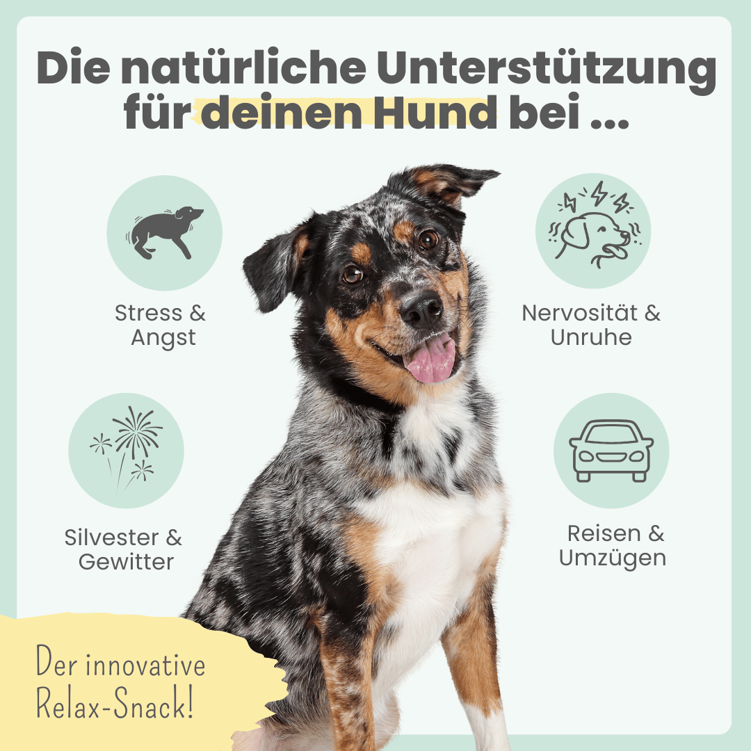 
                  
                    Wohlfühlsnacks für Hunde bei Stress, Angst, Unruhe & Hyperaktivität
                  
                