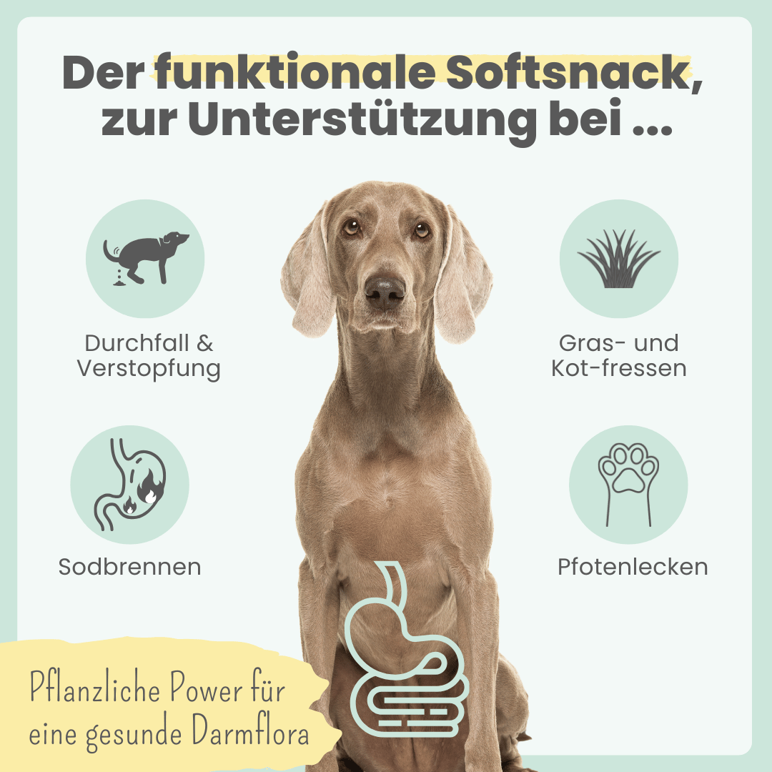 
                  
                    Probio Belly Snacks für Hunde mit BIOTICS³-Komplex: Präbiotika, Probiotika & Postbiotika
                  
                