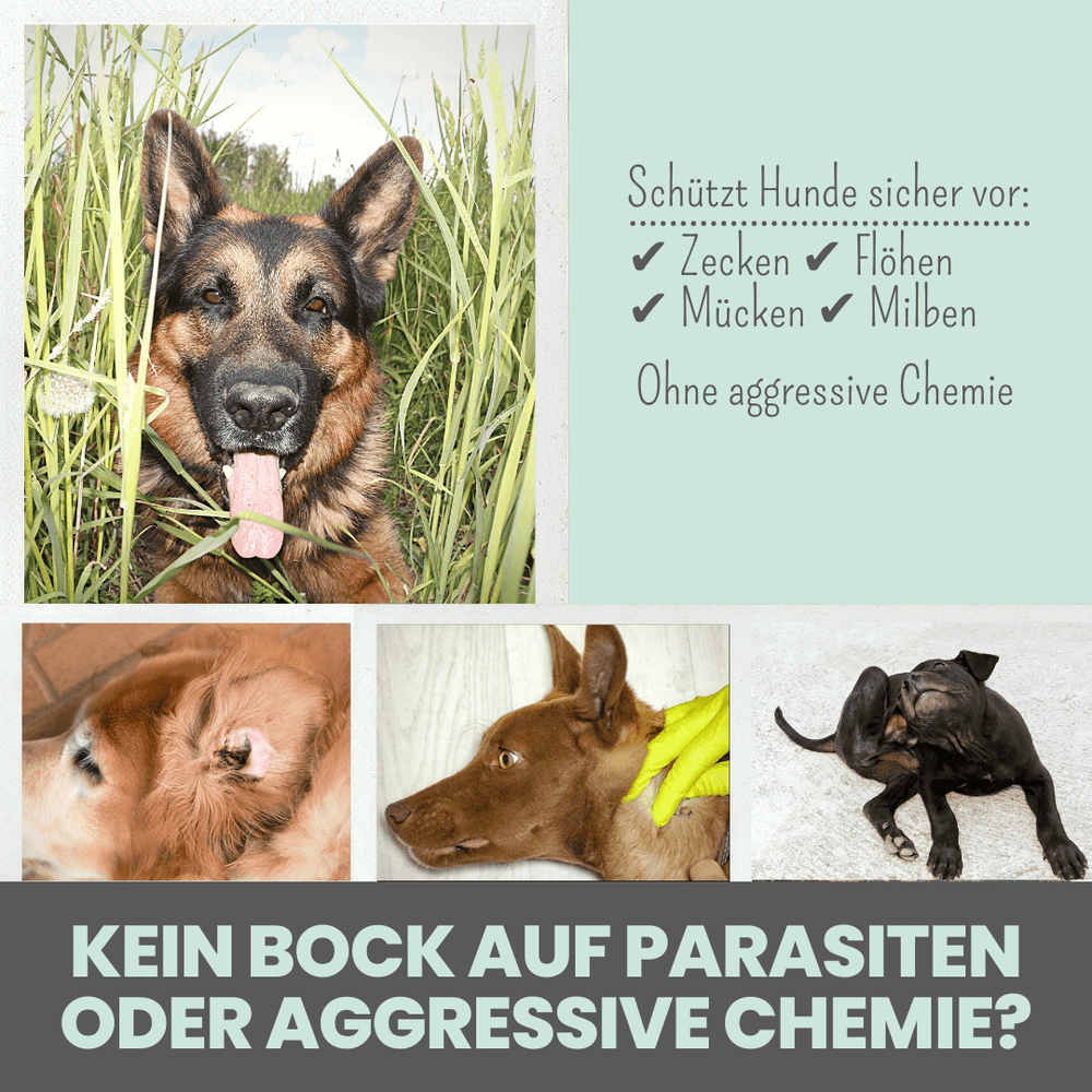 
                  
                    Zpot-on für Hunde gegen Zecken, Flöhe, Milben & Mücken
                  
                