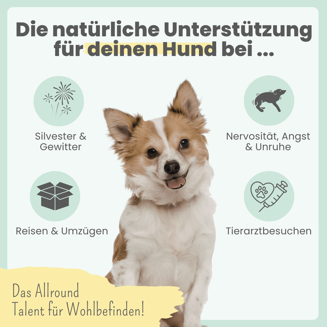 
                  
                    10% CBD Tropfen für Hunde
                  
                