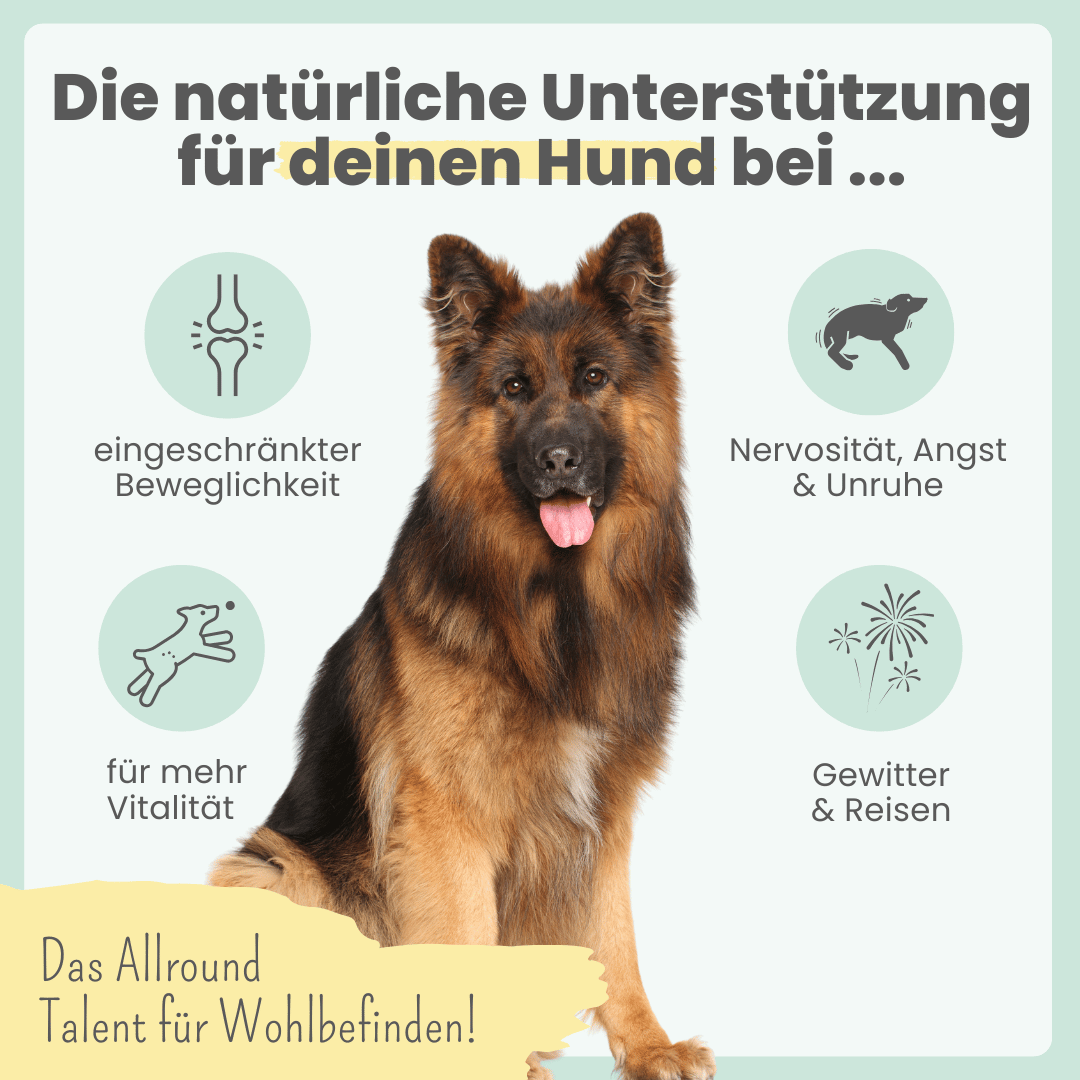 
                  
                    15% CBD Tropfen für große Hunde
                  
                