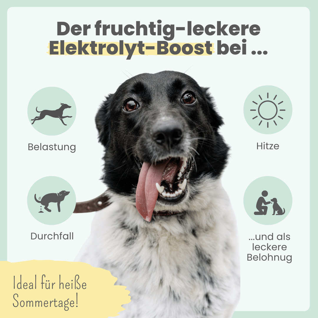 
                  
                    Hunde Smoothie-Bowl: Der fruchtig frische Elektrolyt-Booster - Ready to eat
                  
                