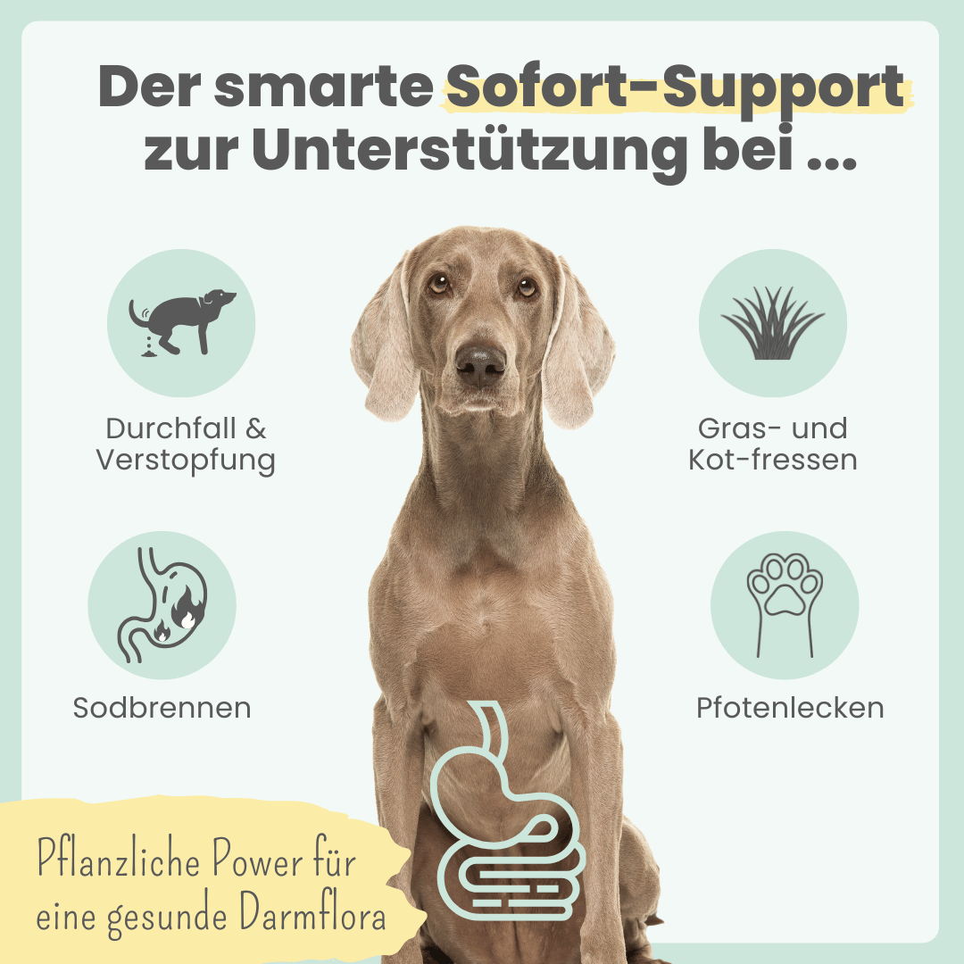 
                  
                    Präbio Belly Akut: pflanzenbasierte Darmkur für Hunde nach Moro-Art - Ready to eat
                  
                