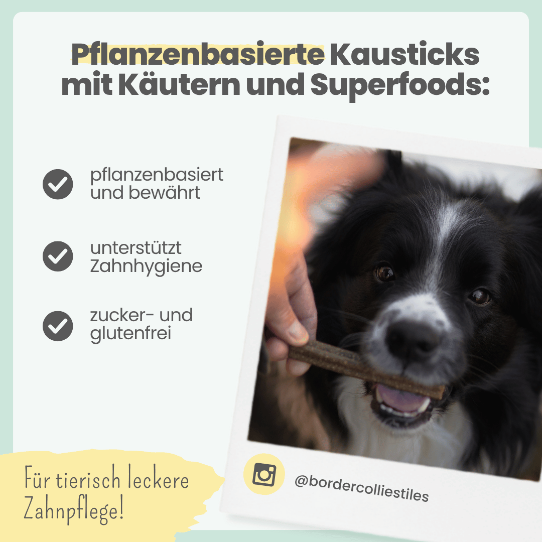Dental Starter-Kit für Hunde