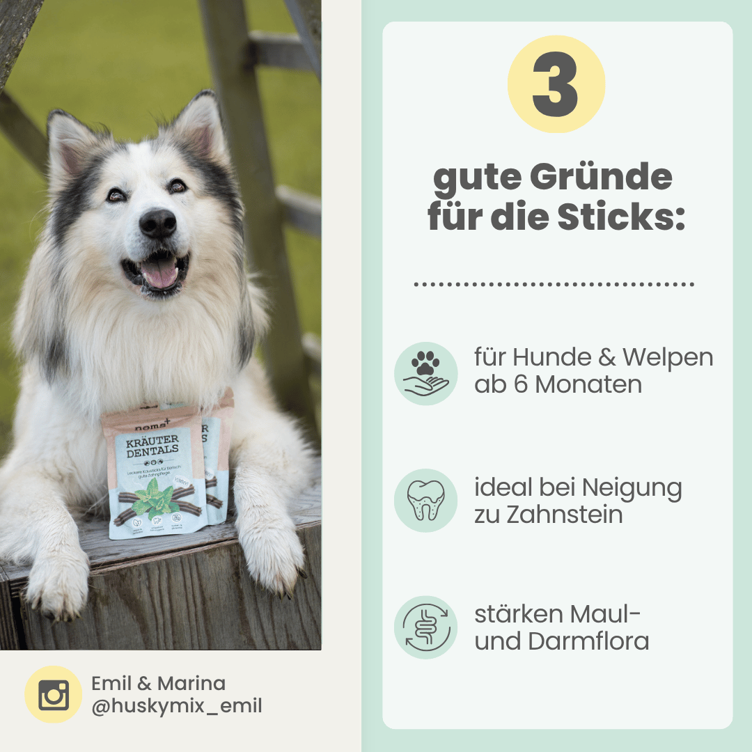 Kräuter Dentals für Hunde