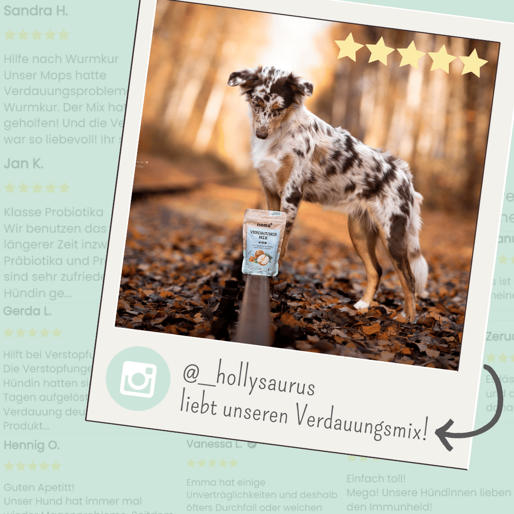 Natürliche Probiotika für Hunde | Darmflora aufbauen