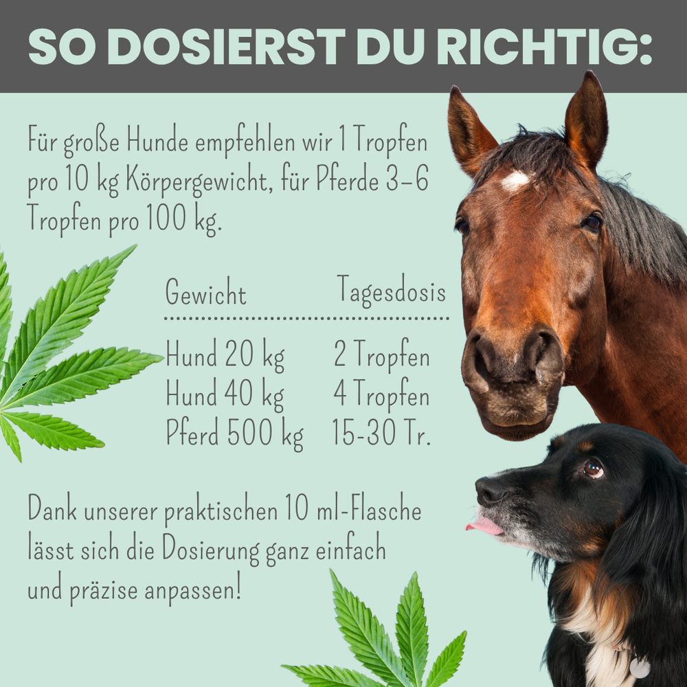 
                  
                    15% CBD Tropfen für Hunde und Pferde
                  
                