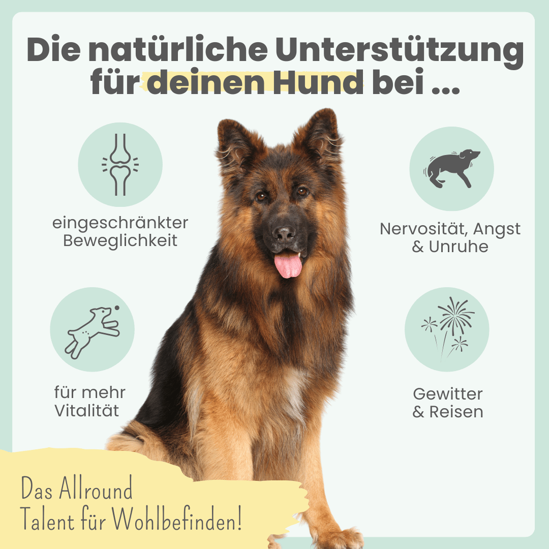 
                  
                    15% CBD Tropfen für große Hunde
                  
                