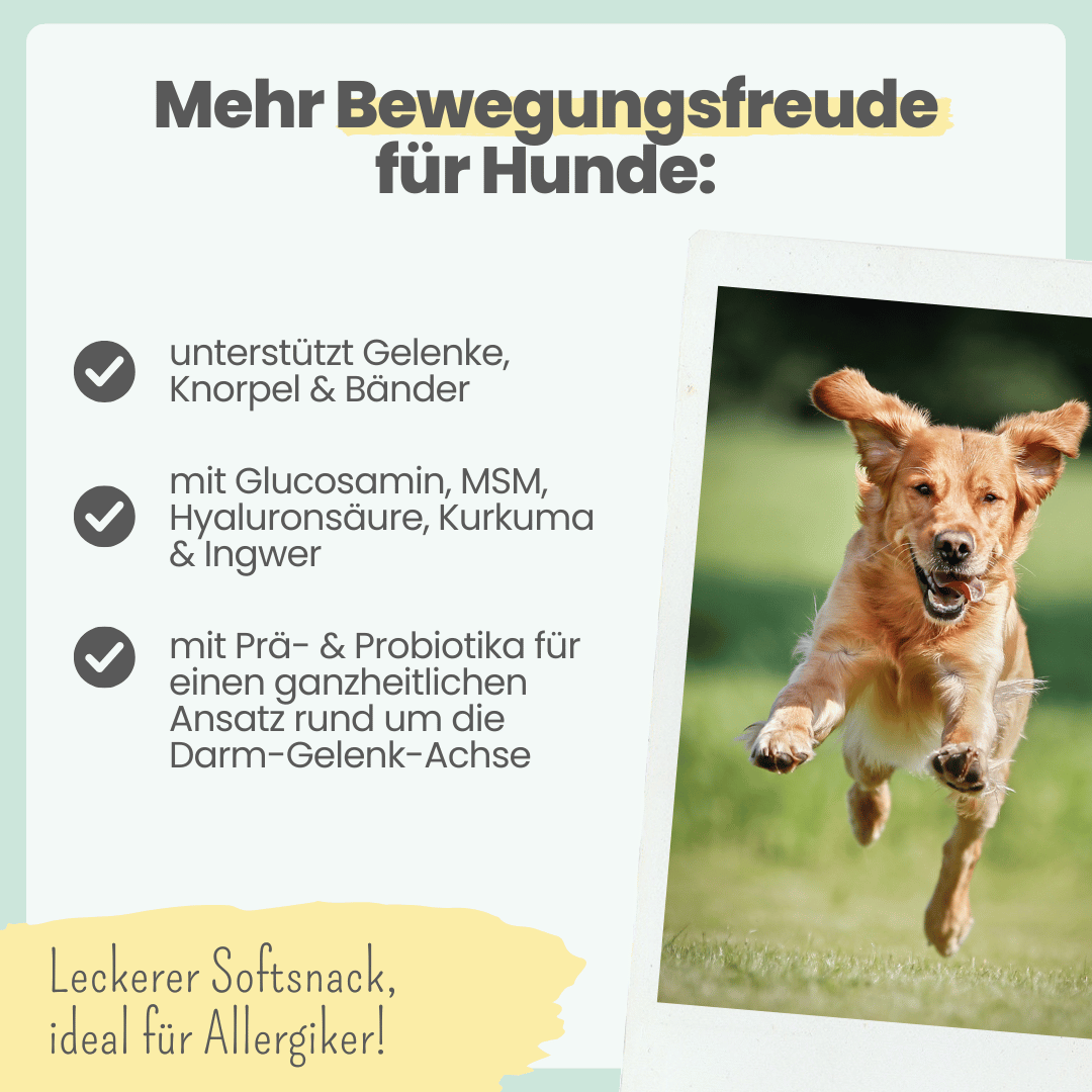 Gelenk-Komplex für Hunde