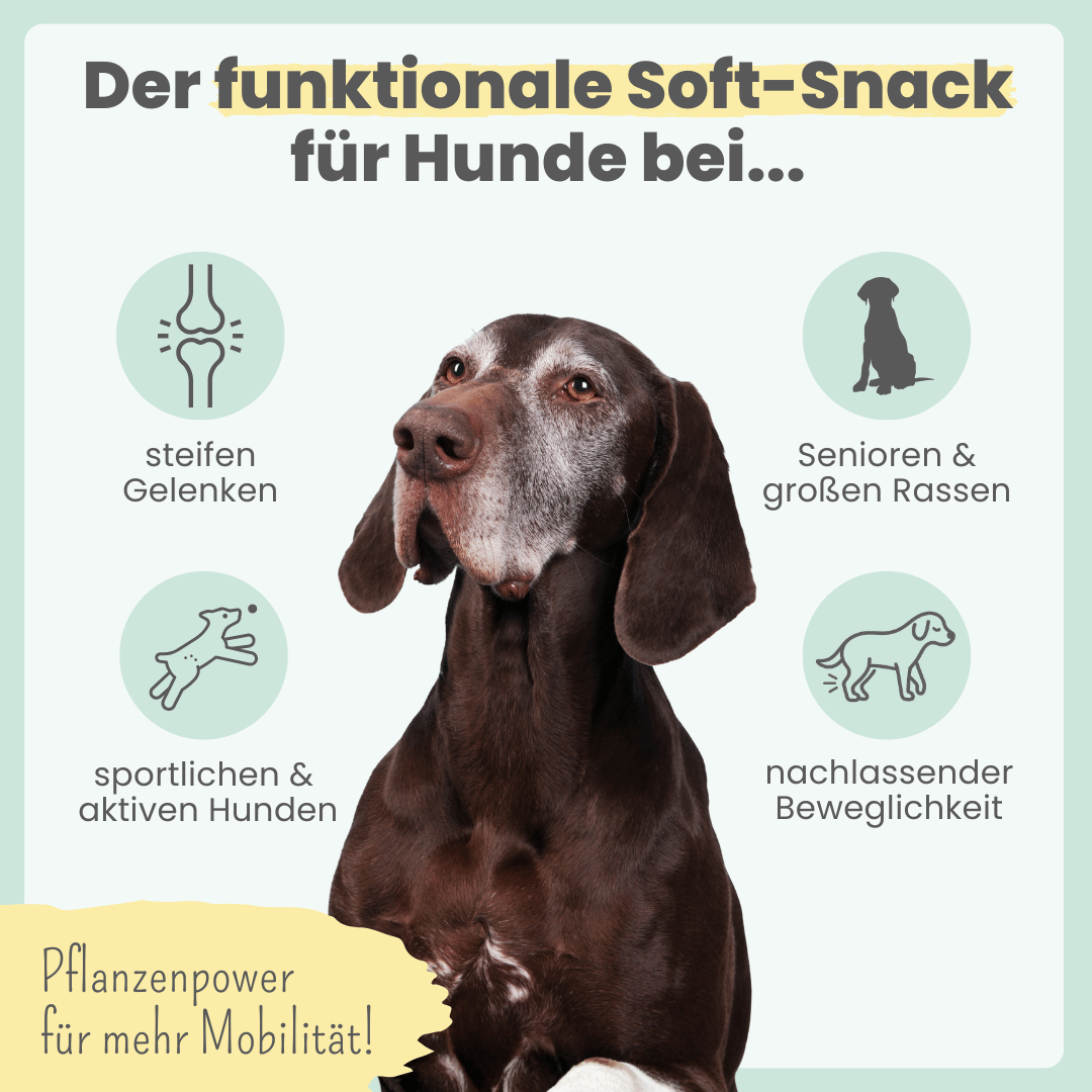 Gelenk-Komplex für Hunde