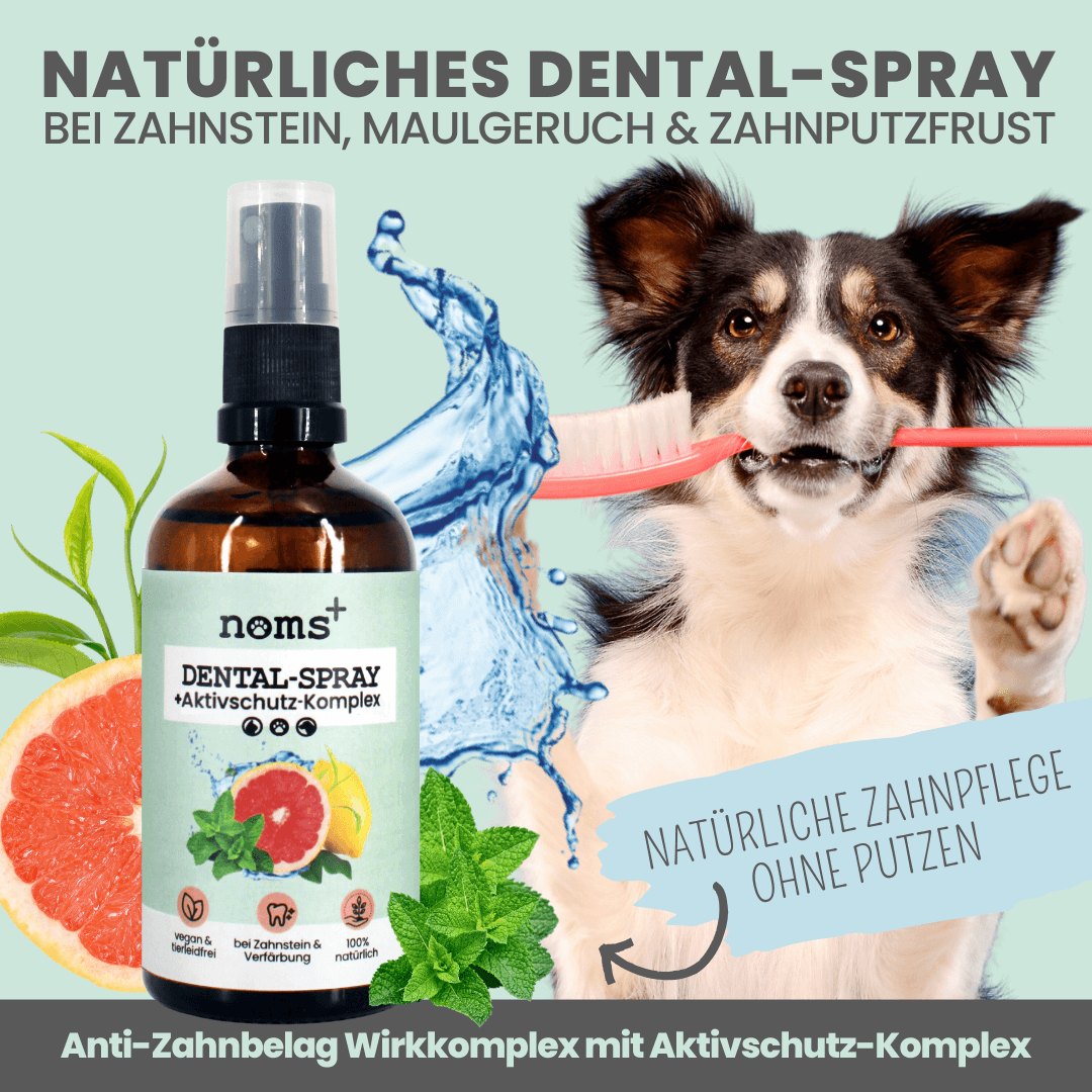 
                  
                    Dentalspray bei Zahnstein für Hunde und Katzen [Jahresvorrat]
                  
                