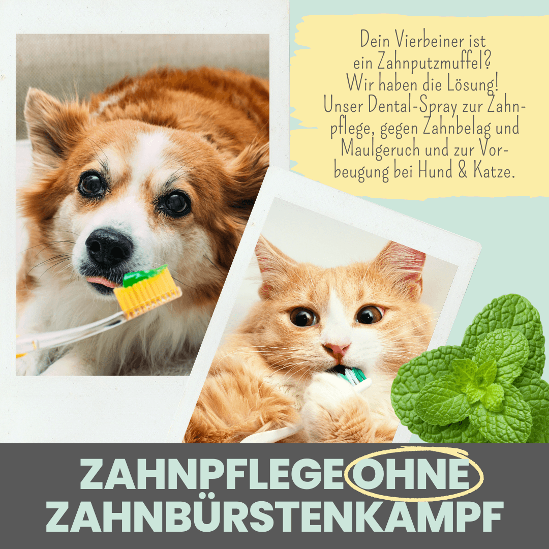 
                  
                    Dentalspray bei Zahnstein für Hunde und Katzen [Jahresvorrat]
                  
                