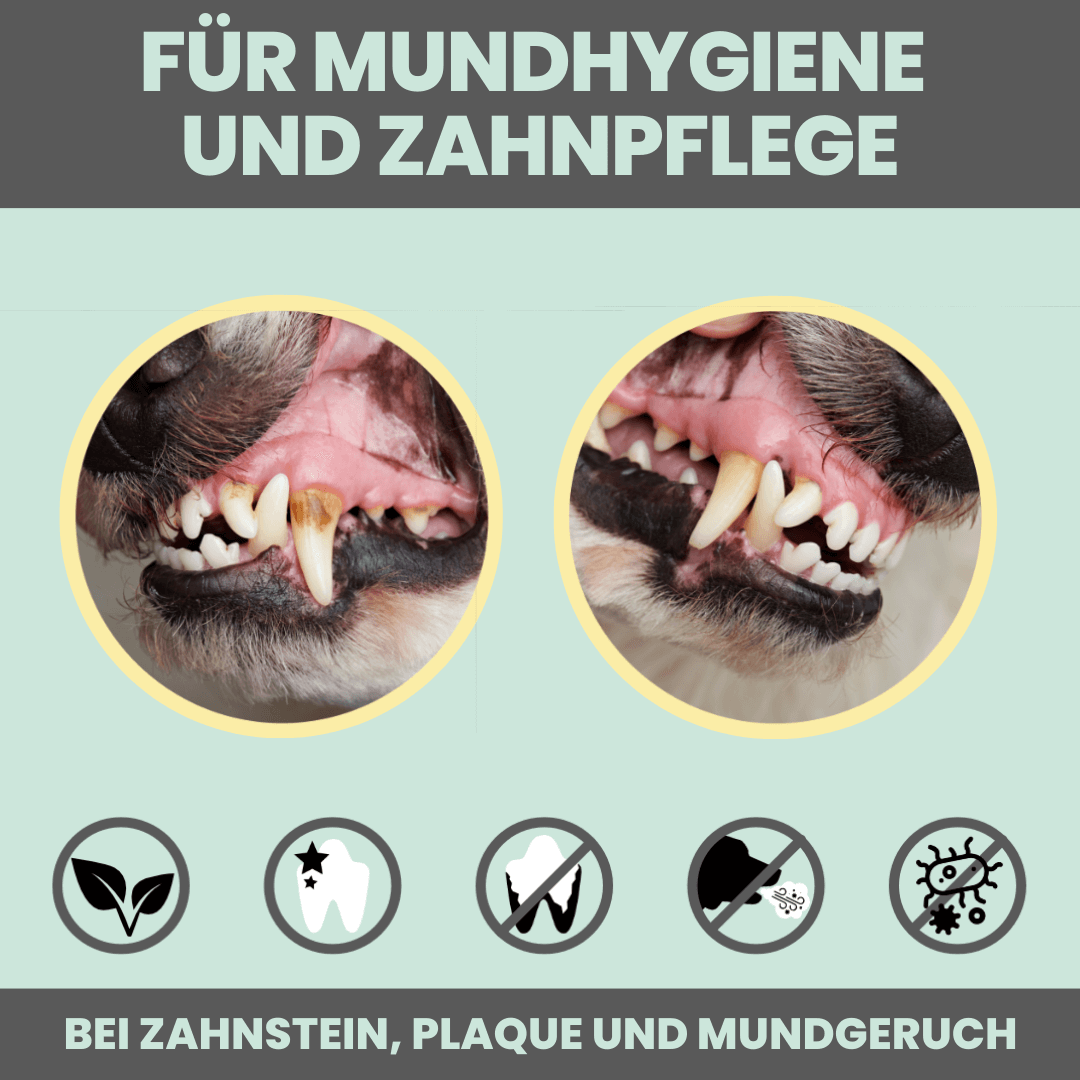 
                  
                    Dentalspray bei Zahnstein für Hunde und Katzen [Jahresvorrat]
                  
                