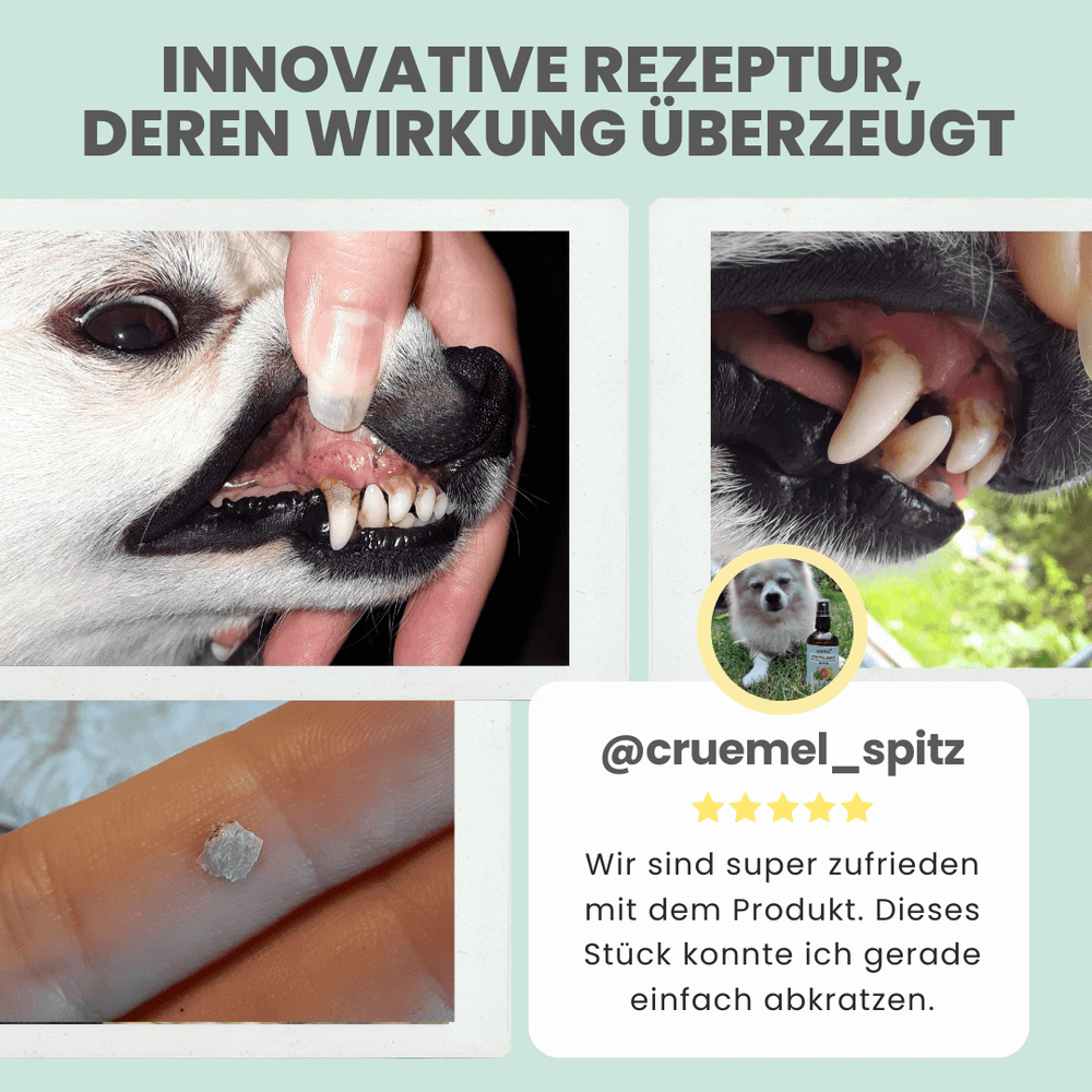 
                  
                    Dentalspray bei Zahnstein für Hunde und Katzen [Jahresvorrat]
                  
                