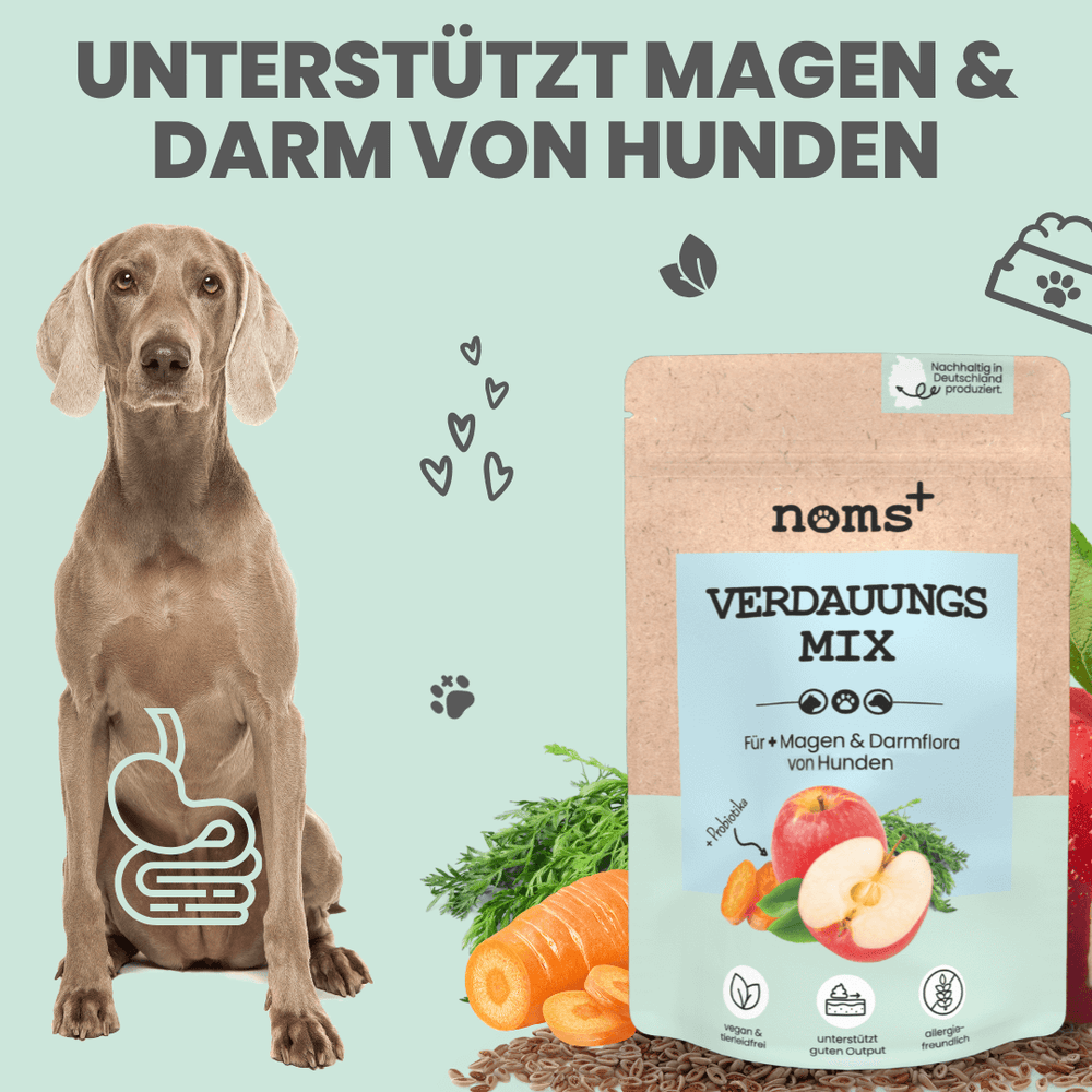 Natürliche Probiotika für Hunde | Darmflora aufbauen