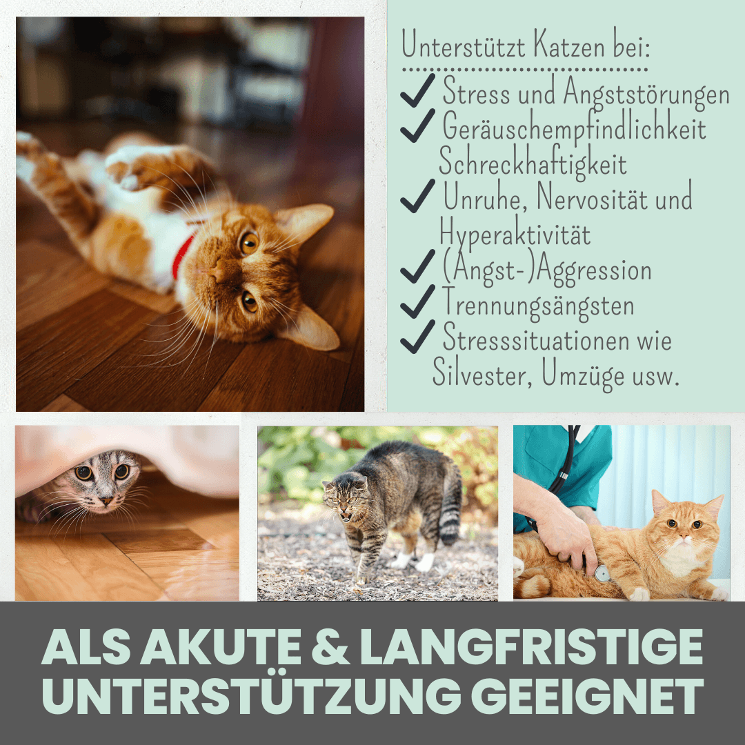 
                  
                    Wohlfühlpaste: Beruhigungspaste für Katzen mit Hanf & L-Tryptophan 100ml
                  
                