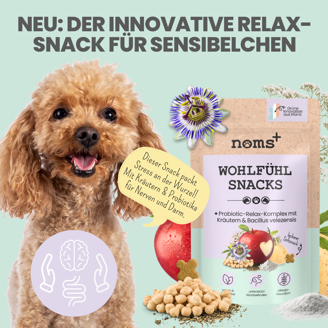 Der vegane Hund-Starter-Set