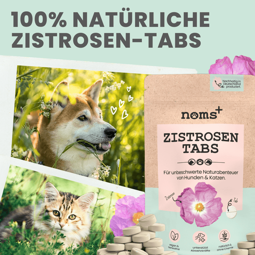 
                  
                    Zistrosen Tabs - 100% natürliches Zistrosen-Leckerli für Wald- & Wiesenspaziergänge
                  
                