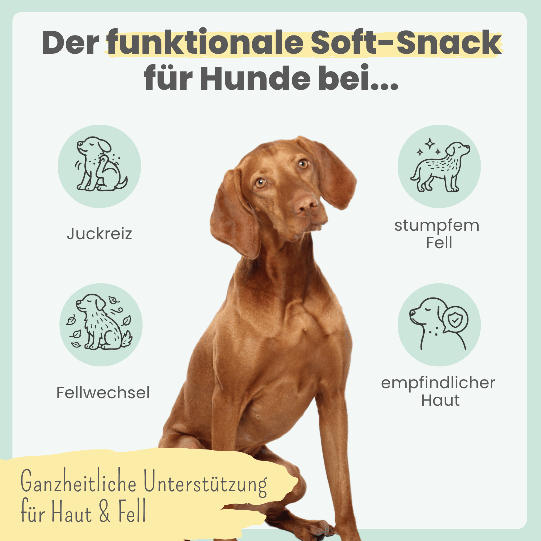 Haut & Fell Komplex für Hunde