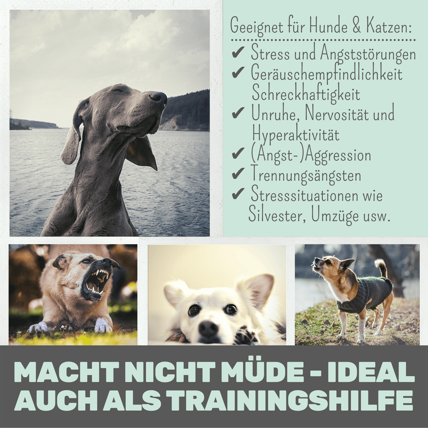 
                  
                    Wohlfühltabs für Hunde bei Stress, Angst, Unruhe und Hyperaktivität
                  
                