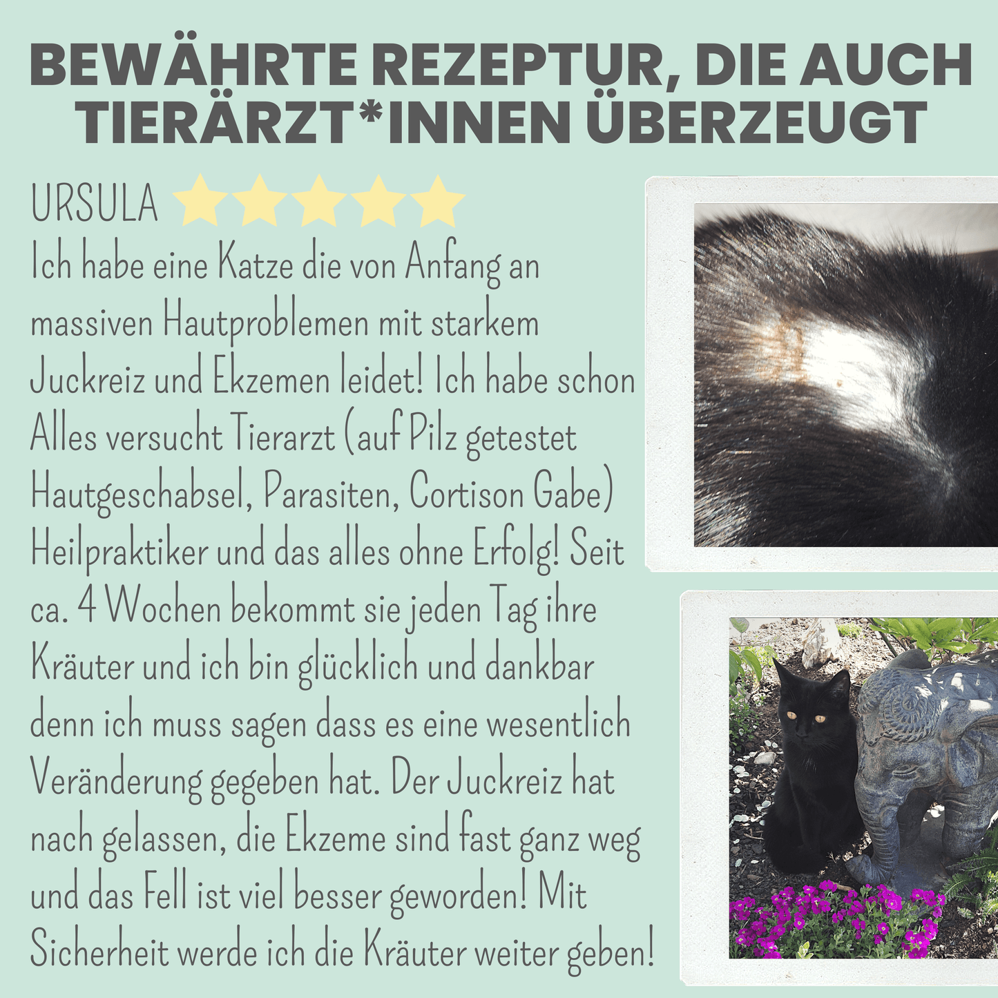 
                  
                    Haut- & Fellmix für Hunde mit Spirulina, MSM und Nachtkerzenöl
                  
                